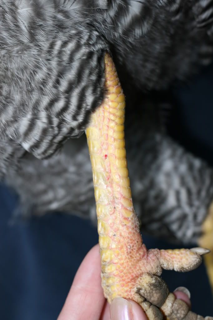 chickens010.jpg
