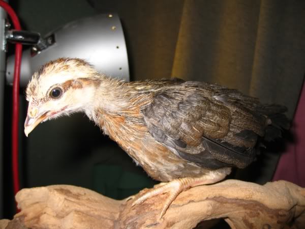 chicks13.jpg
