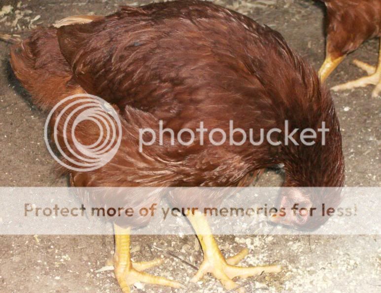 chocobo.jpg