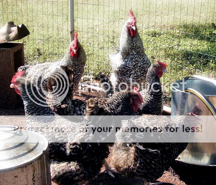 CuckooMarans3new.jpg