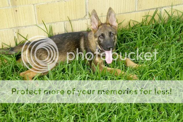 pup5.jpg