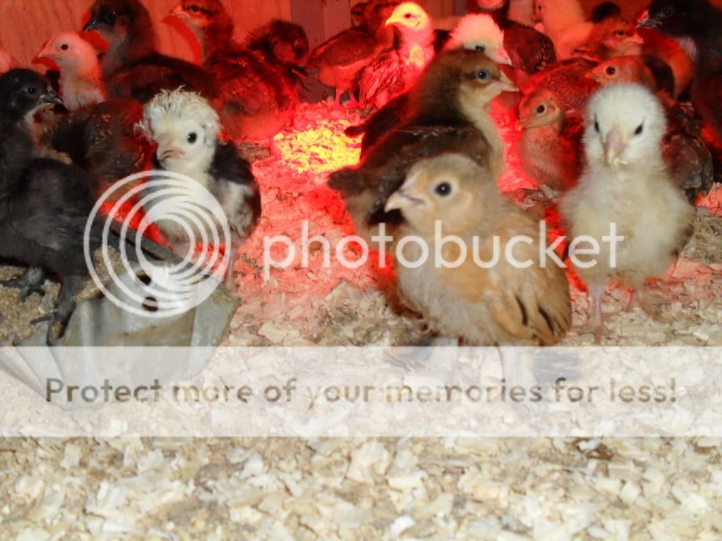 rabbbitssilkies113.jpg