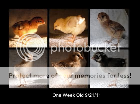 chickenmontage-Page005.jpg