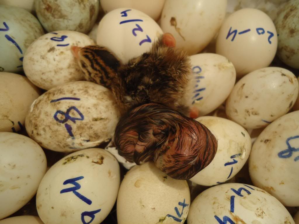 guniefowl008.jpg