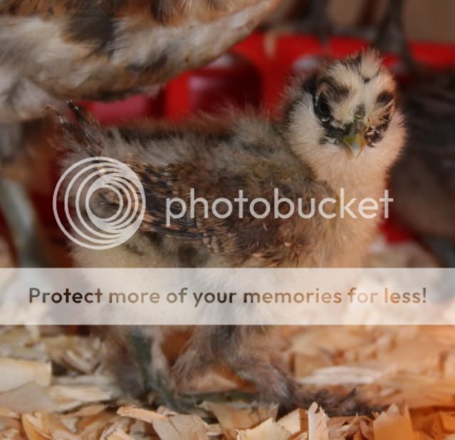 silkiechick1.jpg
