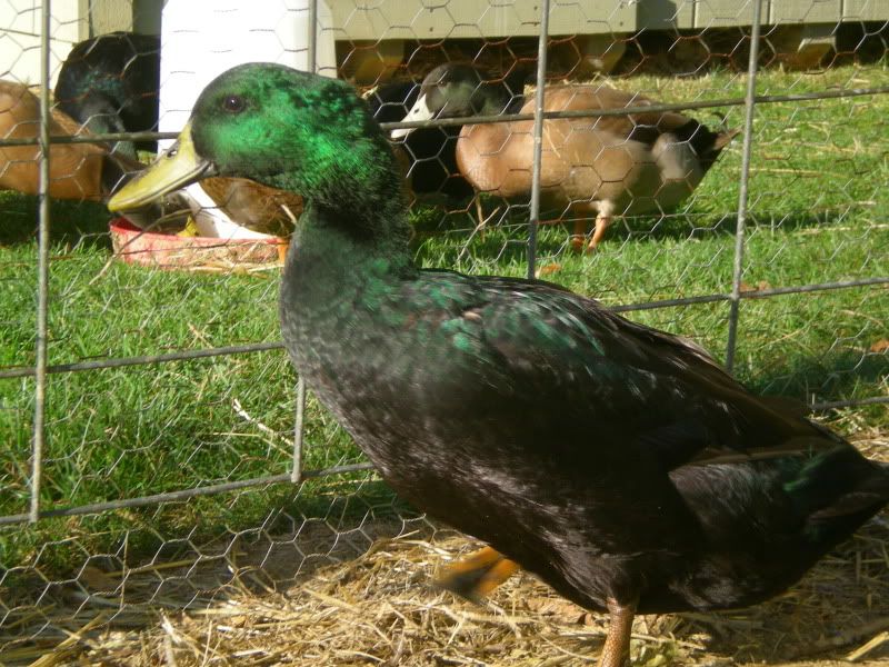 DSCN3617.jpg