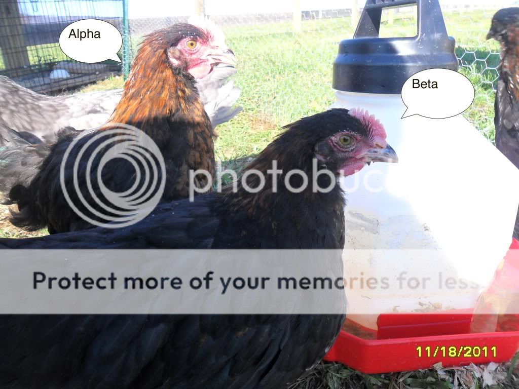 alpha_beta.jpg