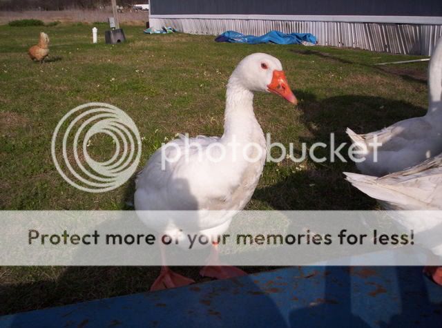 GooseGoose013.jpg
