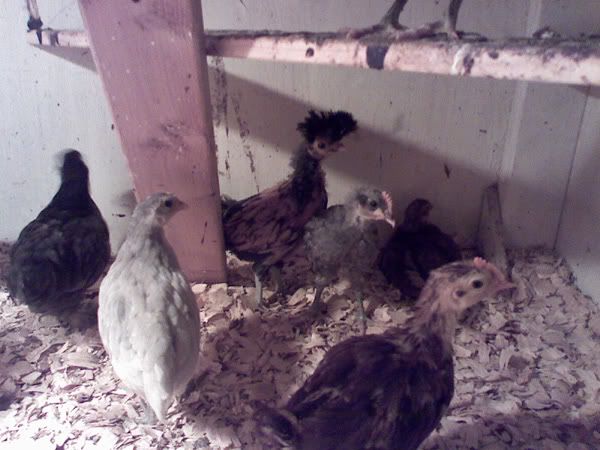 littlechicks2.jpg