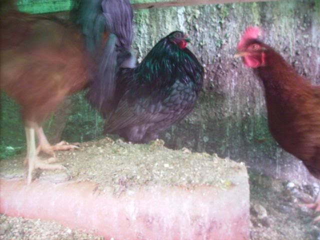 IMGP1168.jpg