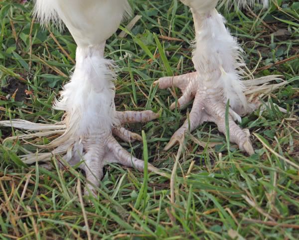 Apollotoes.jpg