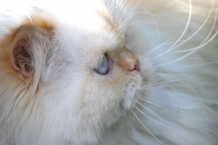 himalayan-cat-header.jpg