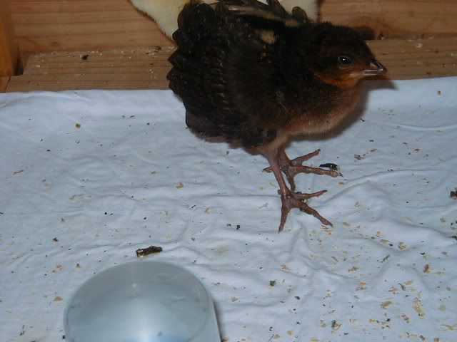 Rheinartia_chick_2.jpg