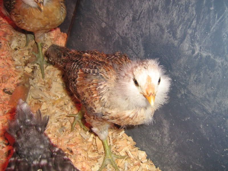 SFandChicks069.jpg