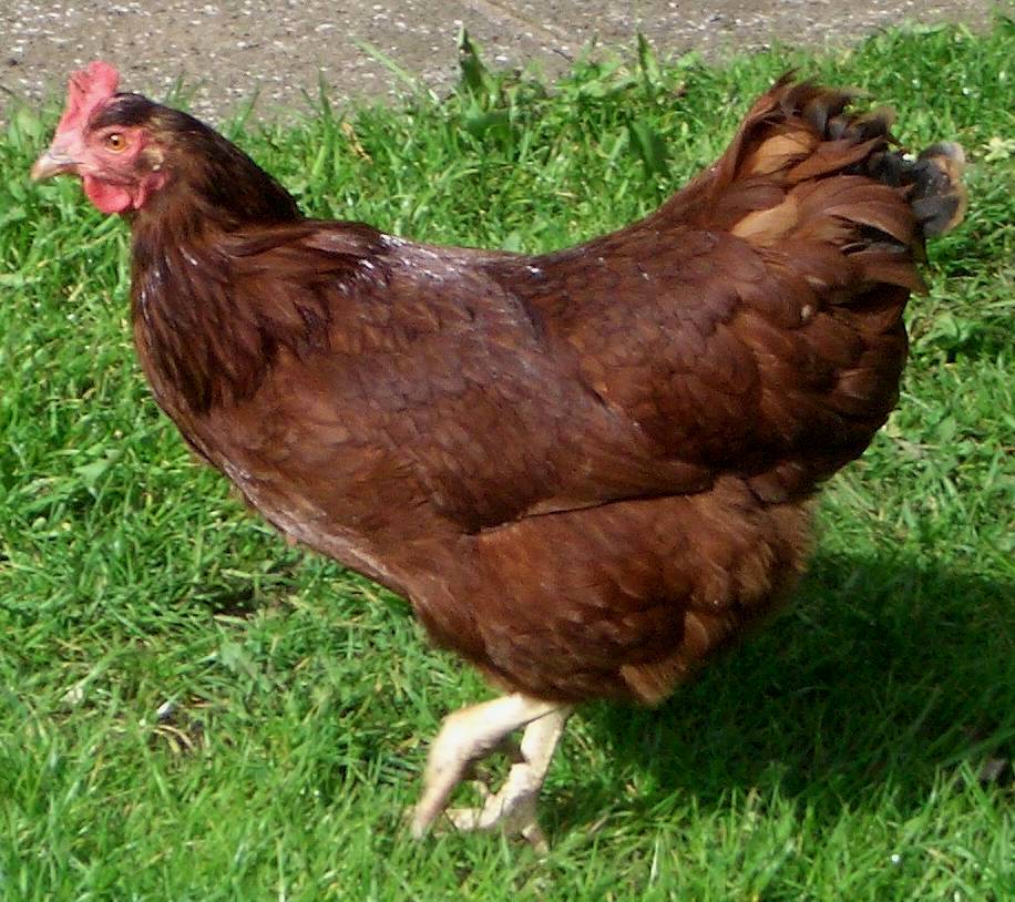 Rhode_Island_Red.jpg