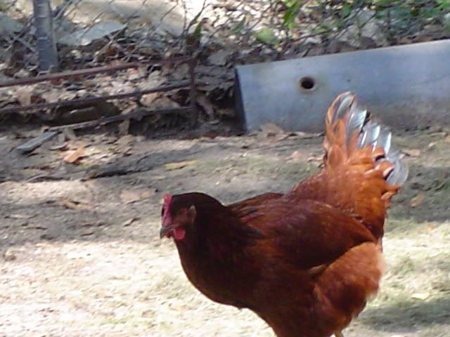 DSC03352.jpg