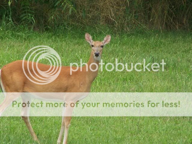 deer002.jpg
