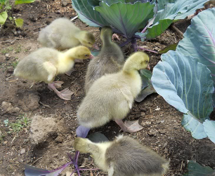 cottonpatchgoslings530c.jpg