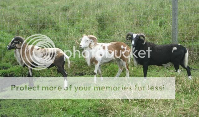 sheeprams.jpg