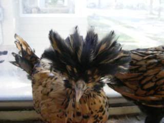 chickens035.jpg