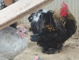 EasterBDChicks143.jpg