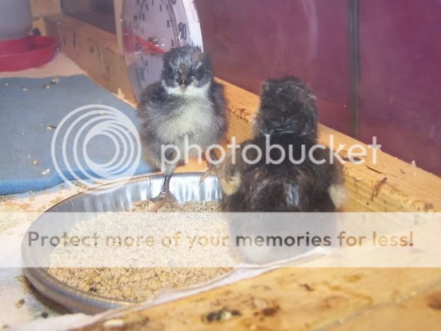 MyChickens001-3.jpg