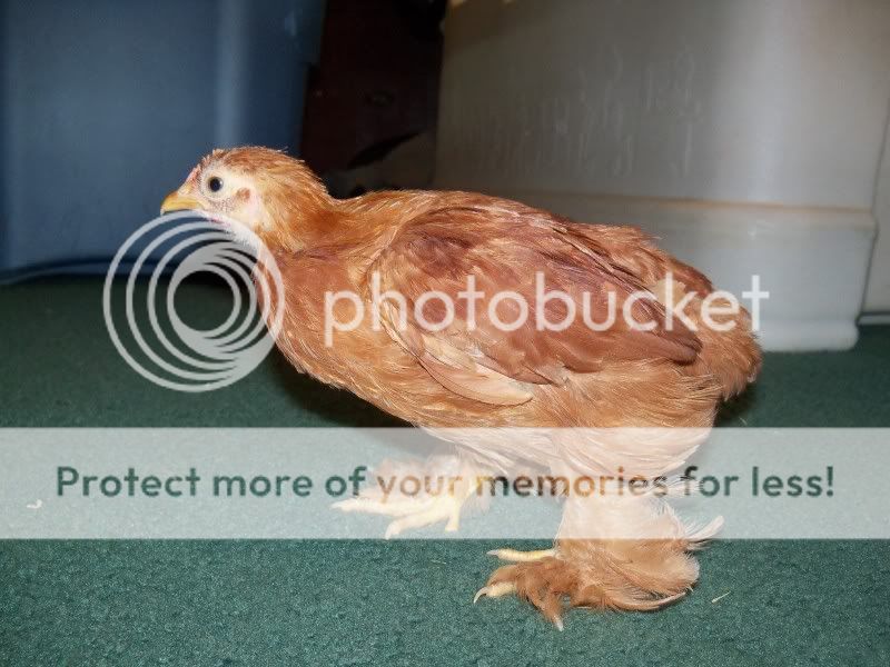 5weekchick042.jpg