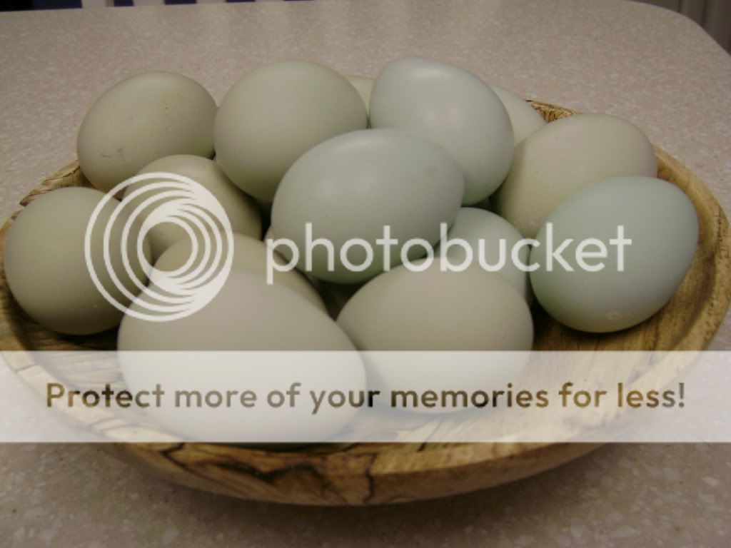 AmeraucanaEggs2.jpg
