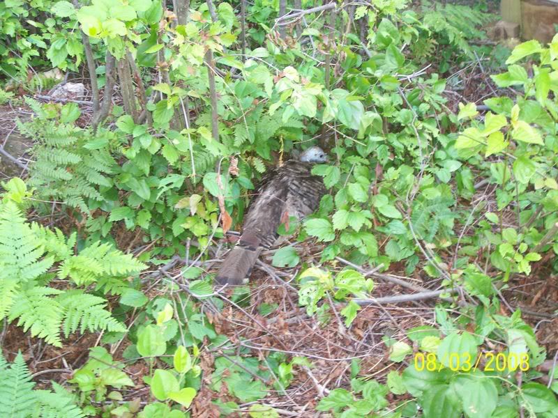pheasantchicks017.jpg