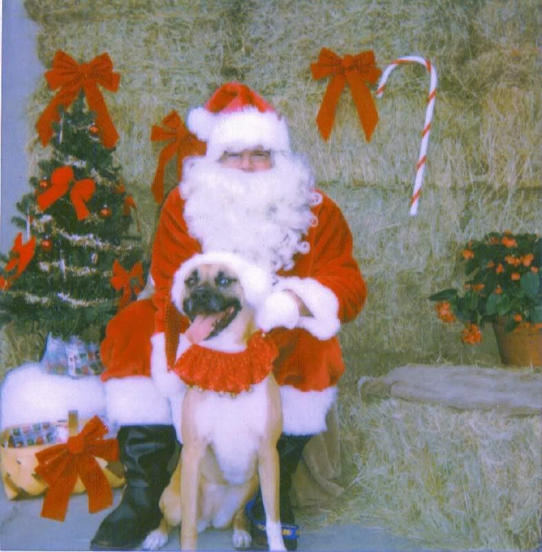 daisysanta1.jpg