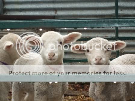 Bottlelambs3.jpg