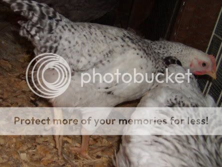 1-21-10flock049.jpg