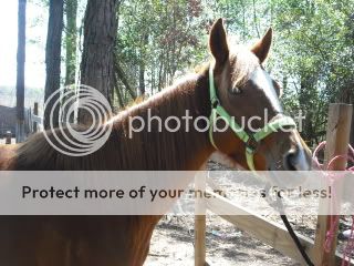 Horses011.jpg