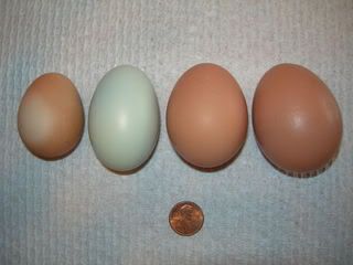 eggcitement007.jpg