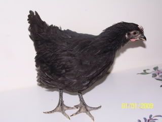 100_7285.jpg