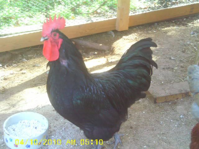 IMAG0004-2.jpg