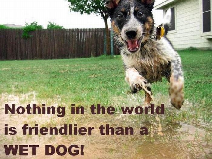 friendly-wet-dog.jpg