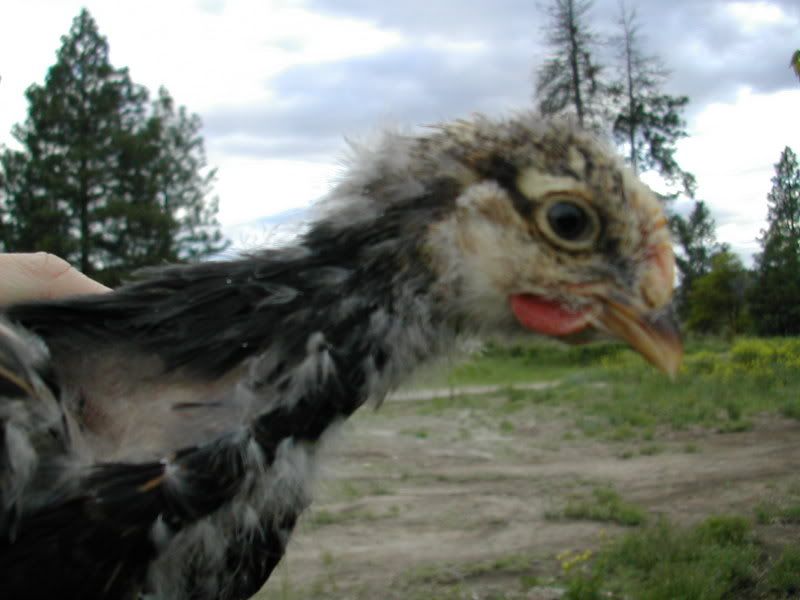 DSCN2562.jpg