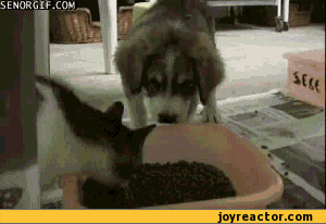 gif-cat-dog-fighting-538702.gif