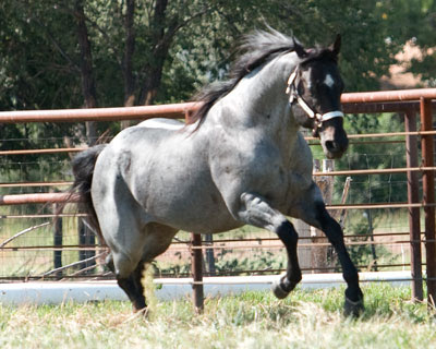 Blue+roan.jpg