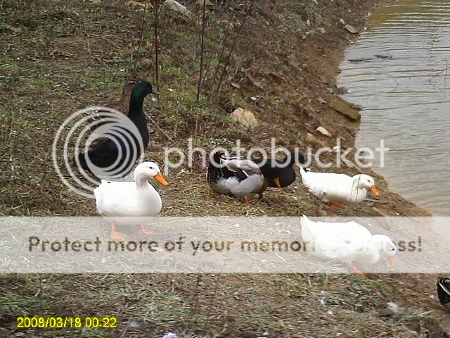 PICT0214.jpg