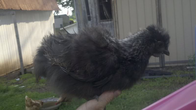 44933241_photobucket_41656_.jpg