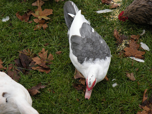 DSCN5409.JPG