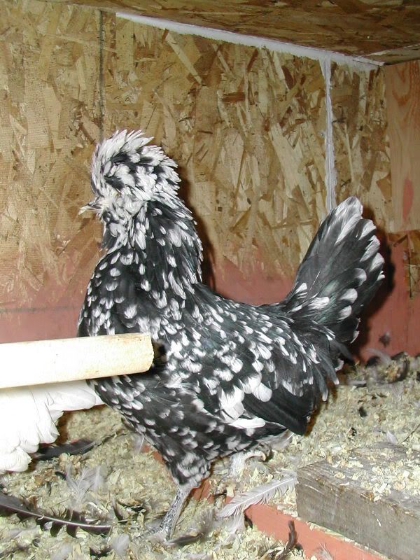 HoudanMOttled2.jpg