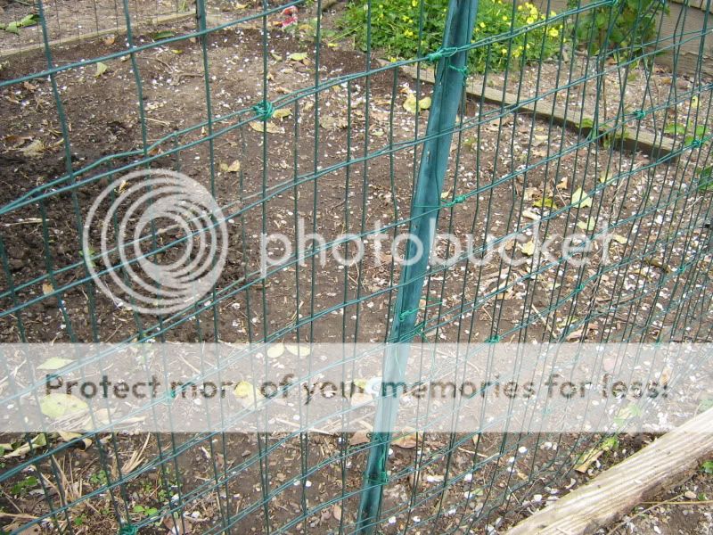 ChickenPen071.jpg