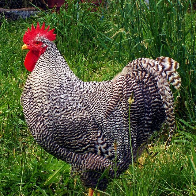 Pin on :) Chicks 'n' Roos:) luv 'em