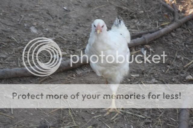 chickens0110070.jpg