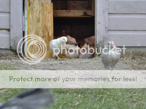 chicks6weeks060.jpg