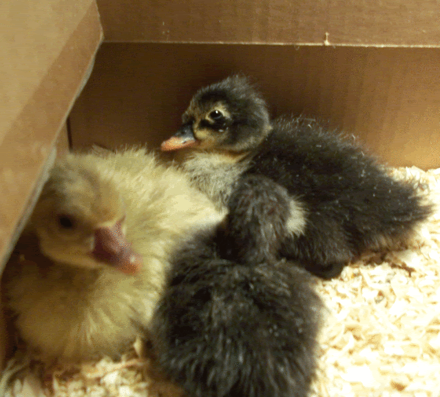 hatching1.gif