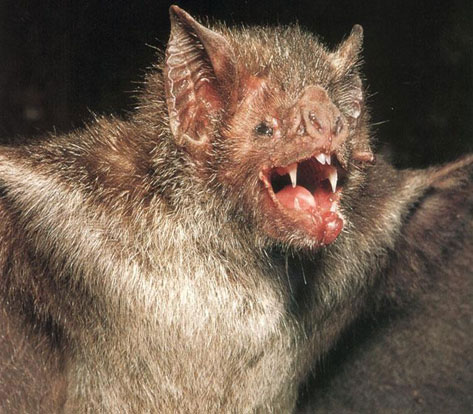 vampirebat.jpg